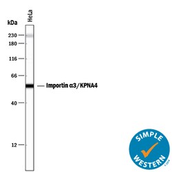 Human Importin alpha 3/KPNA4 Antibody, R D Systems 100ug; Unlabeled:Antibodies,