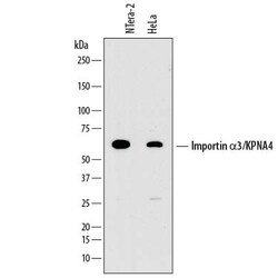 Human Importin alpha 3/KPNA4 Antibody, R D Systems 100ug; Unlabeled:Antibodies,