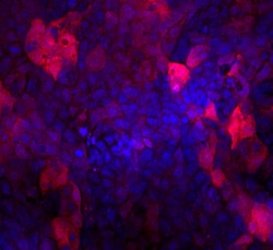 Human Indoleamine 2,3-dioxygenase/IDO Antibody, R D Systems 100ug; Unlabeled:Antibodies,