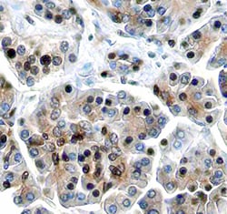 Human ING1 Antibody, R D Systems 25&mu;g; Unlabeled:Antibodies, Monoclonal