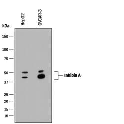 Human Inhibin A Antibody, R D Systems 100&mu;g; Unlabeled:Antibodies, Monoclonal