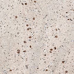 Human/Mouse/Rat iNOS Antibody, R D Systems 100ug; Unlabeled:Antibodies,