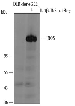 Human/Mouse/Rat iNOS Antibody, R D Systems 100ug; Unlabeled:Antibodies,