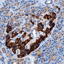 Human Insulin Antibody, R D Systems 25&mu;g; Unlabeled:Antibodies, Monoclonal