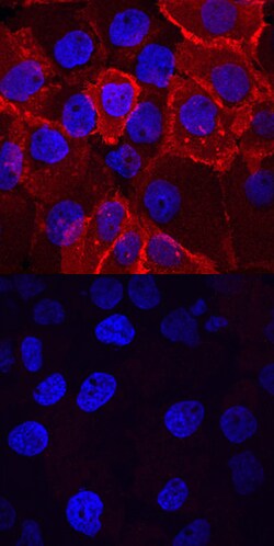 Human Phospho-Insulin R (Y1162/Y1163)/ IGF-I R (Y1135/Y1136) Antibody, R D Systems 25 &mu;g | Buy Online | R&D Systems | Fisher Scientific