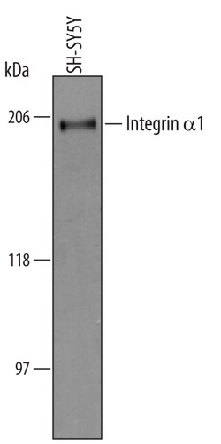 Human Integrin alpha 1/CD49a Antibody, R D Systems 100&mu;g; Unlabeled:Antikörper