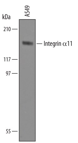 Human Integrin alpha 11 Antibody, R D Systems 100&mu;g; Unlabeled:Antibodies,