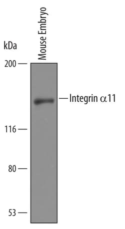 Mouse Integrin alpha 11 Antibody, R D Systems 100&mu;g; Unlabeled:Antibodies,