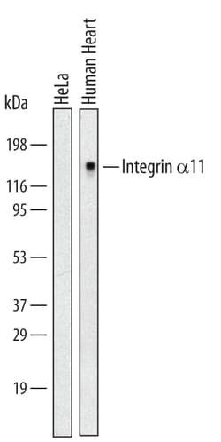 Human/Mouse Integrin alpha 11 Antibody, R D Systems 100ug; Unlabeled:Antibodies,
