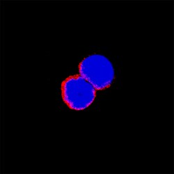 Mouse Integrin alpha 2/CD49b Antibody, R D Systems 25&mu;g; Unlabeled:Antibodies,