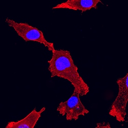 Human Integrin alpha 2/CD49b Antibody, R D Systems 500ug; Unlabeled:Antibodies,