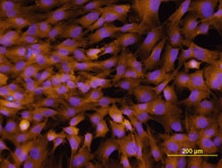 Human Integrin alpha 2/CD49b Antibody, R D Systems 25&mu;g; Unlabeled:Antibodies,