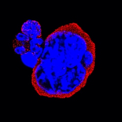Mouse Integrin alpha 2b/CD41 Antibody, R D Systems 100ug; Unlabeled:Antibodies,