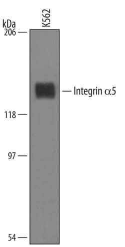 Human Integrin alpha 5/CD49e Antibody, R D Systems 100&mu;g; Unlabeled:Antibodies,