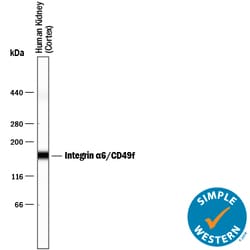 Human Integrin alpha 6/CD49f Antibody, R D Systems 25&mu;g; Unlabeled:Antibodies,