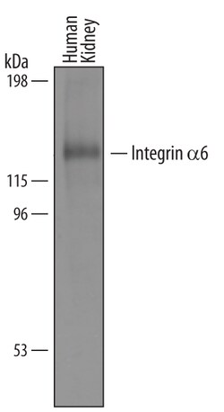 Human Integrin alpha 6/CD49f Antibody, R D Systems 25&mu;g; Unlabeled:Antibodies,