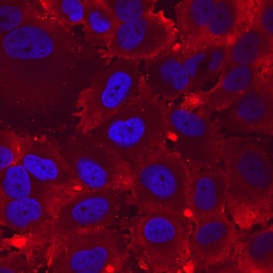 Human Integrin alpha 8 Antibody, R D Systems 25 &mu;g | Buy Online | R&D Systems | Fisher Scientific