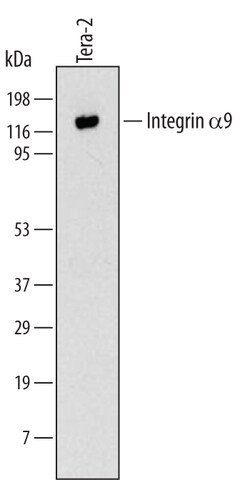 Human Integrin alpha 9 Antibody, R D Systems 25&mu;g; Unlabeled:Antibodies,