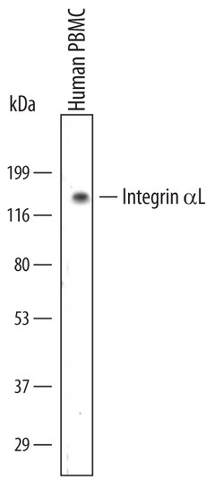 Human Integrin alpha L/CD11a Antibody, R D Systems 100ug; Unlabeled:Antibodies,