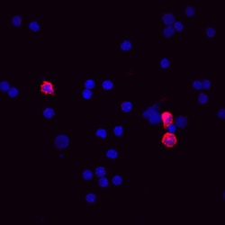 Mouse CD11b/Integrin alpha M Biotinylated Antibody, R&D Systems™
