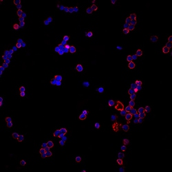 Human/Equine CD11b/Integrin alpha M Antibody, R D Systems 100ug; Unlabeled:Antibodies,