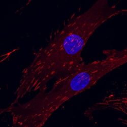 Human Integrin alpha V/CD51 Biotinylated Antibody, R D Systems 50&mu;g;
