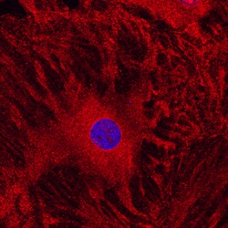Human Integrin alpha V/CD51 Antibody, R D Systems 25 &mu;g | Buy Online | R&D Systems | Fisher Scientific