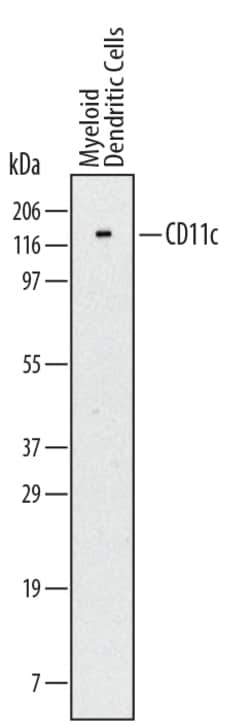 Human CD11c Antibody, R D Systems 25&mu;g; Unlabeled:Antibodies, Monoclonal