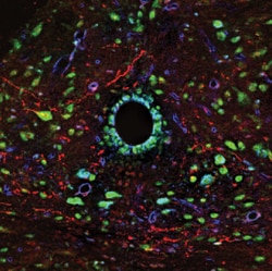 Mouse/Rat Integrin beta 1/CD29 Antibody, R D Systems 100&mu;g; Unlabeled:Antibodies,