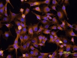 Human Integrin beta 1/CD29 Antibody, R D Systems 100ug; Unlabeled:Antibodies,