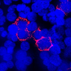 Human Integrin beta 1/CD29 Antibody, R D Systems 100ug; Unlabeled:Antibodies,