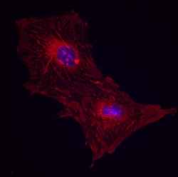 Human/Porcine/Equine Integrin beta 1/CD29 Antibody, R D Systems 25&mu;g;
