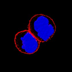 Human Integrin beta 4/CD104 Antibody, R D Systems 25&mu;g; Unlabeled:Antibodies,
