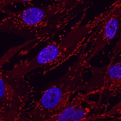 Human Integrin beta 5 Antibody, R D Systems 100&mu;g; Unlabeled:Antibodies,