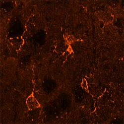 Mouse/Rat Integrin beta 5 Antibody, R D Systems 100&mu;g; Unlabeled:Antibodies,