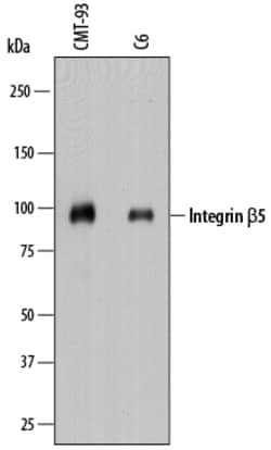 Mouse/Rat Integrin beta 5 Antibody, R D Systems 100&mu;g; Unlabeled:Antibodies,