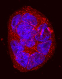 Human Integrin beta 6 Biotinylated Antibody, R D Systems 50&mu;g; Biotin:Anticorps,