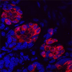 Mouse Intelectin-1/Omentin Antibody, R D Systems 100ug; Unlabeled:Antibodies,