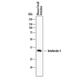 Mouse Intelectin-1/Omentin Antibody, R D Systems 100ug; Unlabeled:Antibodies,