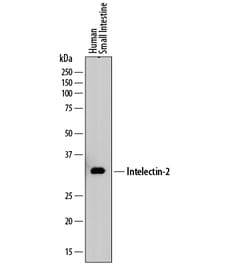 Human Intelectin-2 Antibody, R D Systems 100ug; Unlabeled:Antibodies, Monoclonal