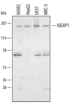 Human IQGAP1 Antibody, R D Systems 100&mu;g; Unlabeled:Antibodies, Polyclonal