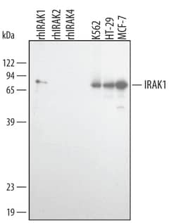 Human IRAK1 Antibody, R D Systems 25&mu;g; Unlabeled:Antibodies, Polyclonal