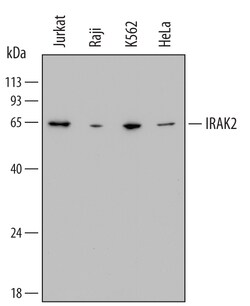 Human IRAK2 Antibody, R D Systems 25&mu;g; Unlabeled:Antibodies, Monoclonal