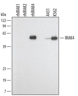 Human IRAK4 Antibody, R D Systems 25&mu;g; Unlabeled:Antibodies, Polyclonal