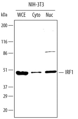 Mouse IRF1 Antibody, R D Systems 100&mu;g; Unlabeled:Antibodies, Polyclonal