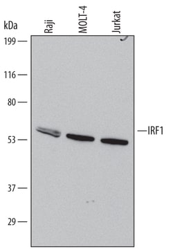 Human IRF1 Antibody, R D Systems 100ug; Unlabeled:Antibodies, Monoclonal