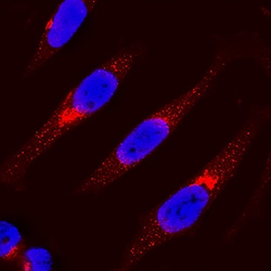 Human IRF3 Antibody, R D Systems 100 &mu;g | Buy Online | R&D Systems | Fisher Scientific