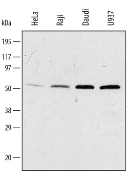 Human IRF3 Antibody, R D Systems 100 &mu;g | Buy Online | R&D Systems | Fisher Scientific