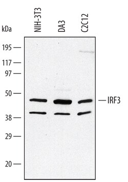Mouse IRF3 Antibody, R D Systems 100&mu;g; Unlabeled:Antibodies, Polyclonal
