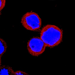 Human IRF5 Antibody, R D Systems 100 &mu;g | Buy Online | R&D Systems | Fisher Scientific